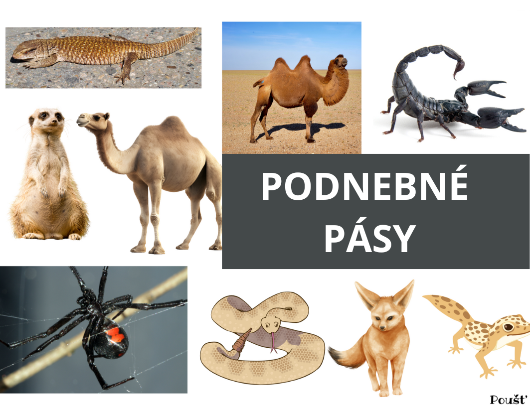 PODNEBNÉ PÁSY (9 x 7 cm) (1)